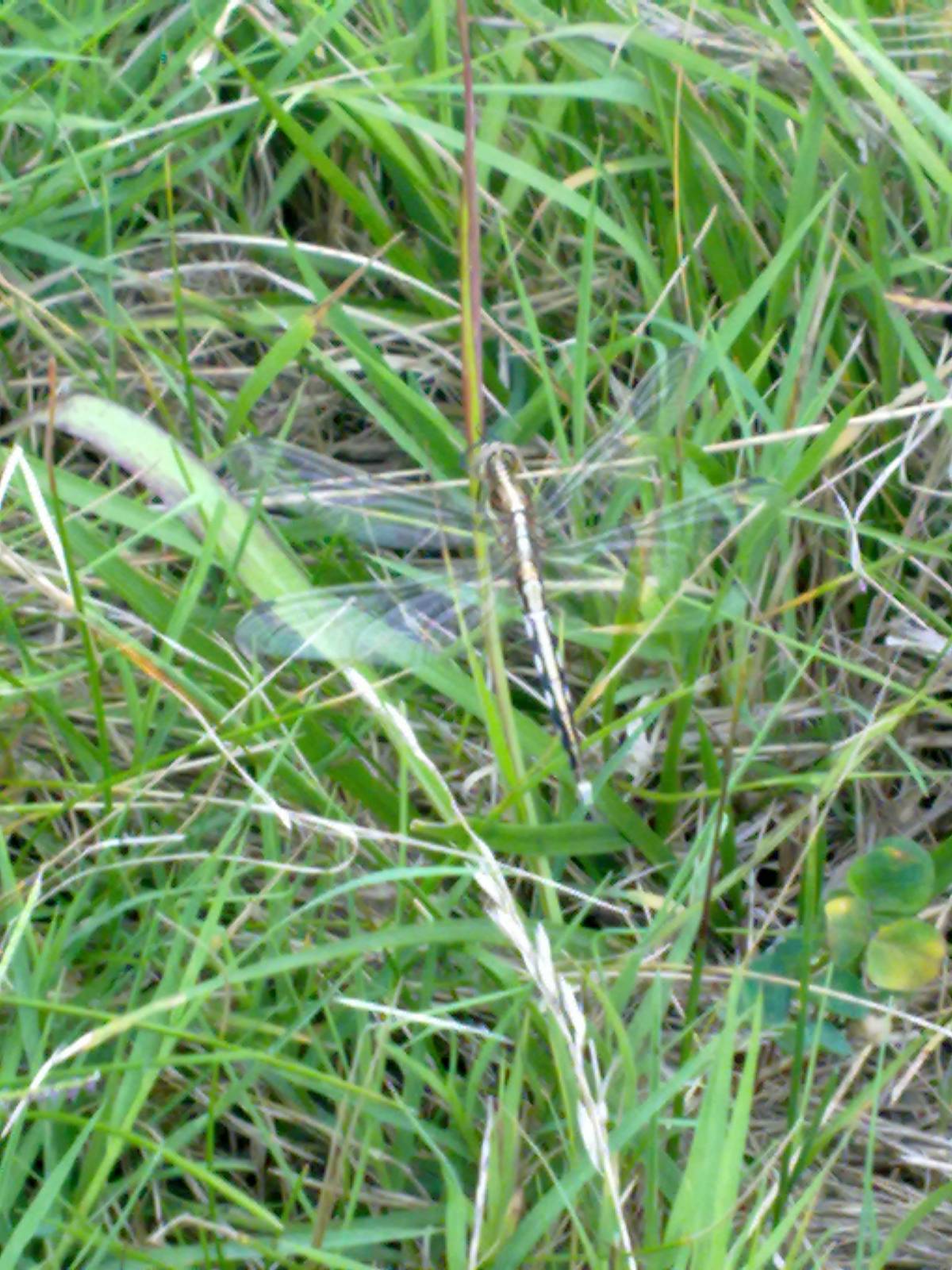 conferma id: Orthetrum albistylum f?