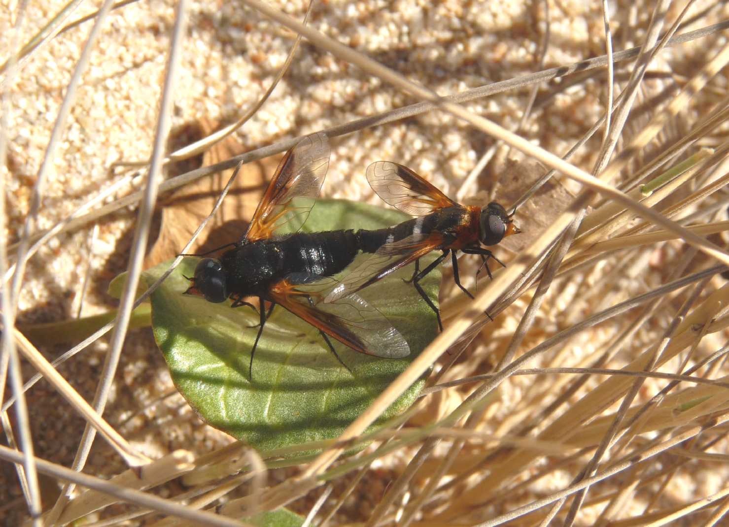 Exoprosopa rutilia ♀ e ♂  (Bombyliidae)