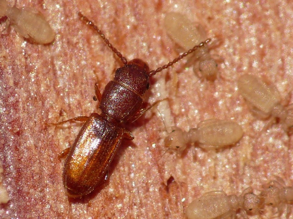 Cryptolestes sp. (Laemophloeidae) con psocotteri