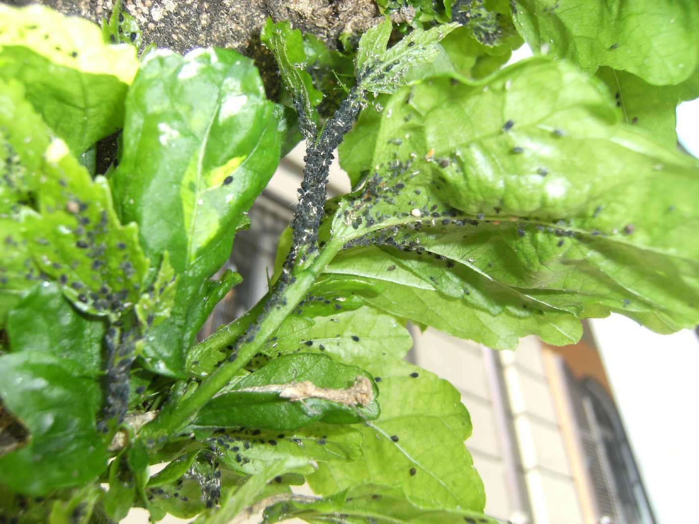 Altre bestiacce sul mio basilico... (Coccidae?)
