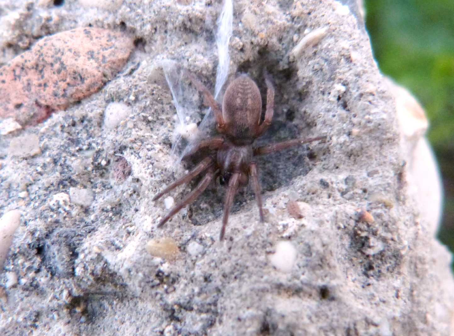 Haplodrassus cfr signifer