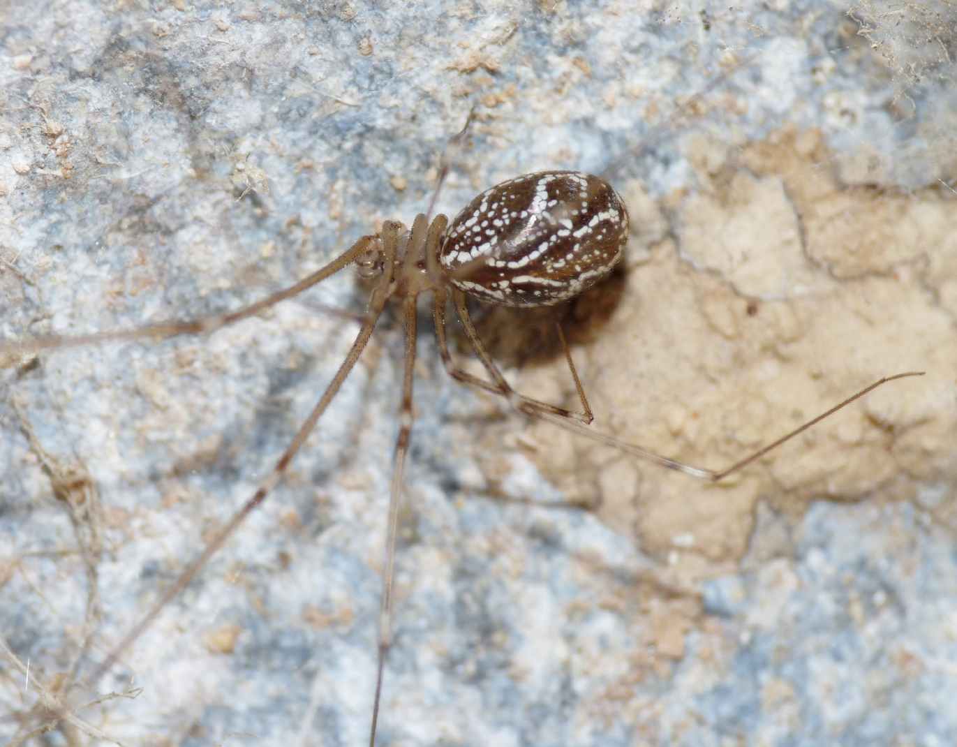 Pholcus phalangoides