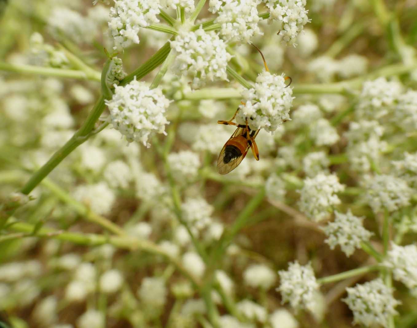 Eutanyacra picta ♂ (Ichneumonidae Ichneumoninae)