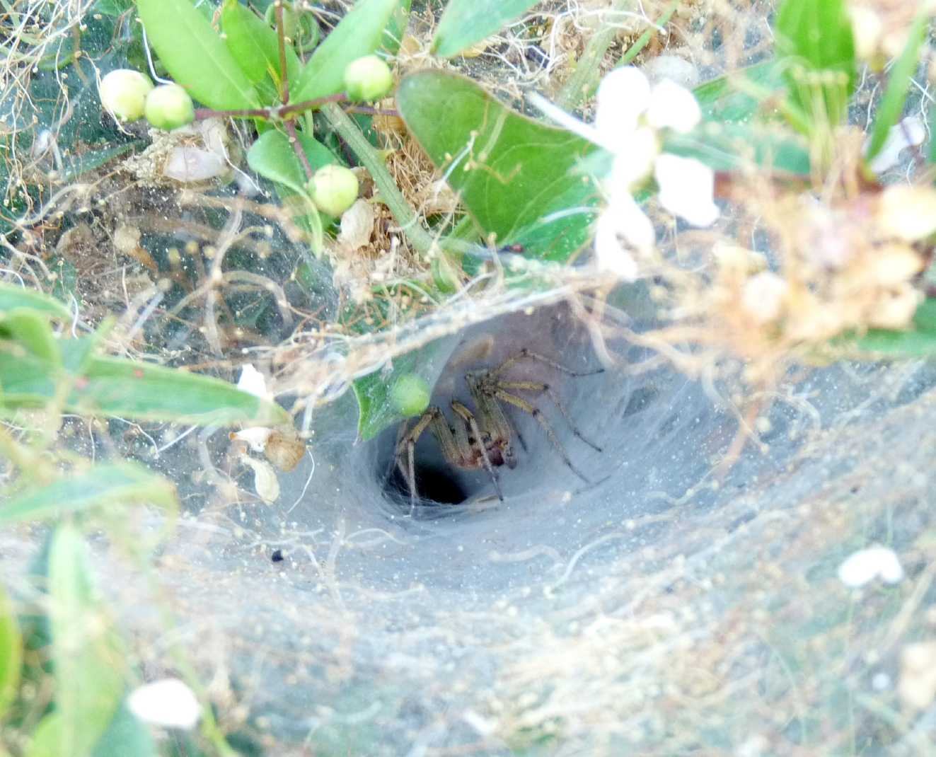 Tegenaria sp.