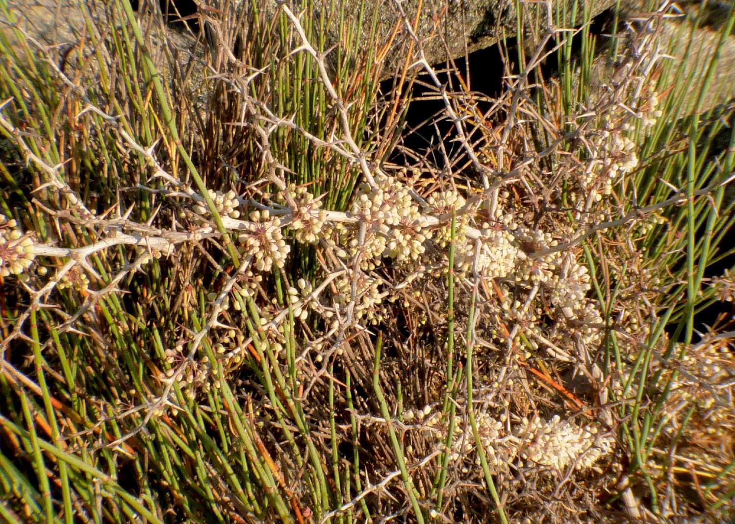 Asparagus albus / Asparago bianco