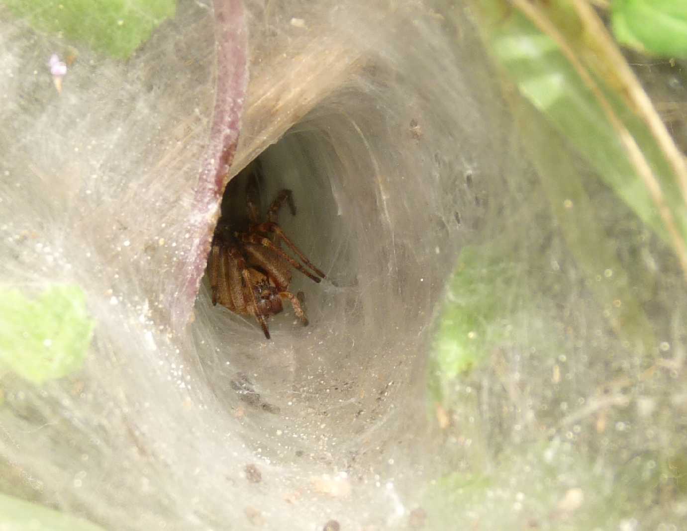 Tegenaria sp.