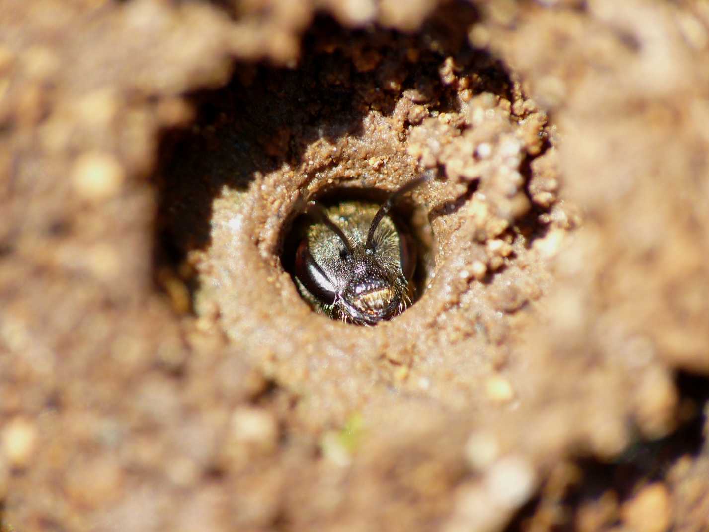Halictus (Vestitohalictus) cfr. pollinosus
