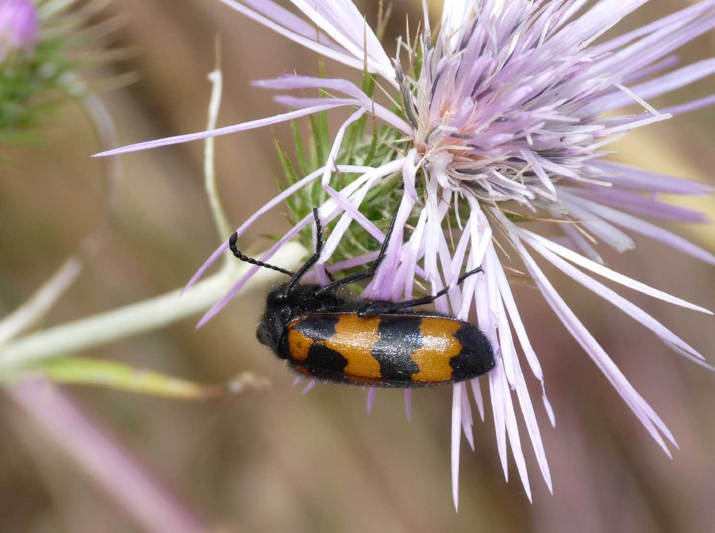 Megischia curvipes (Tenebrionidae)