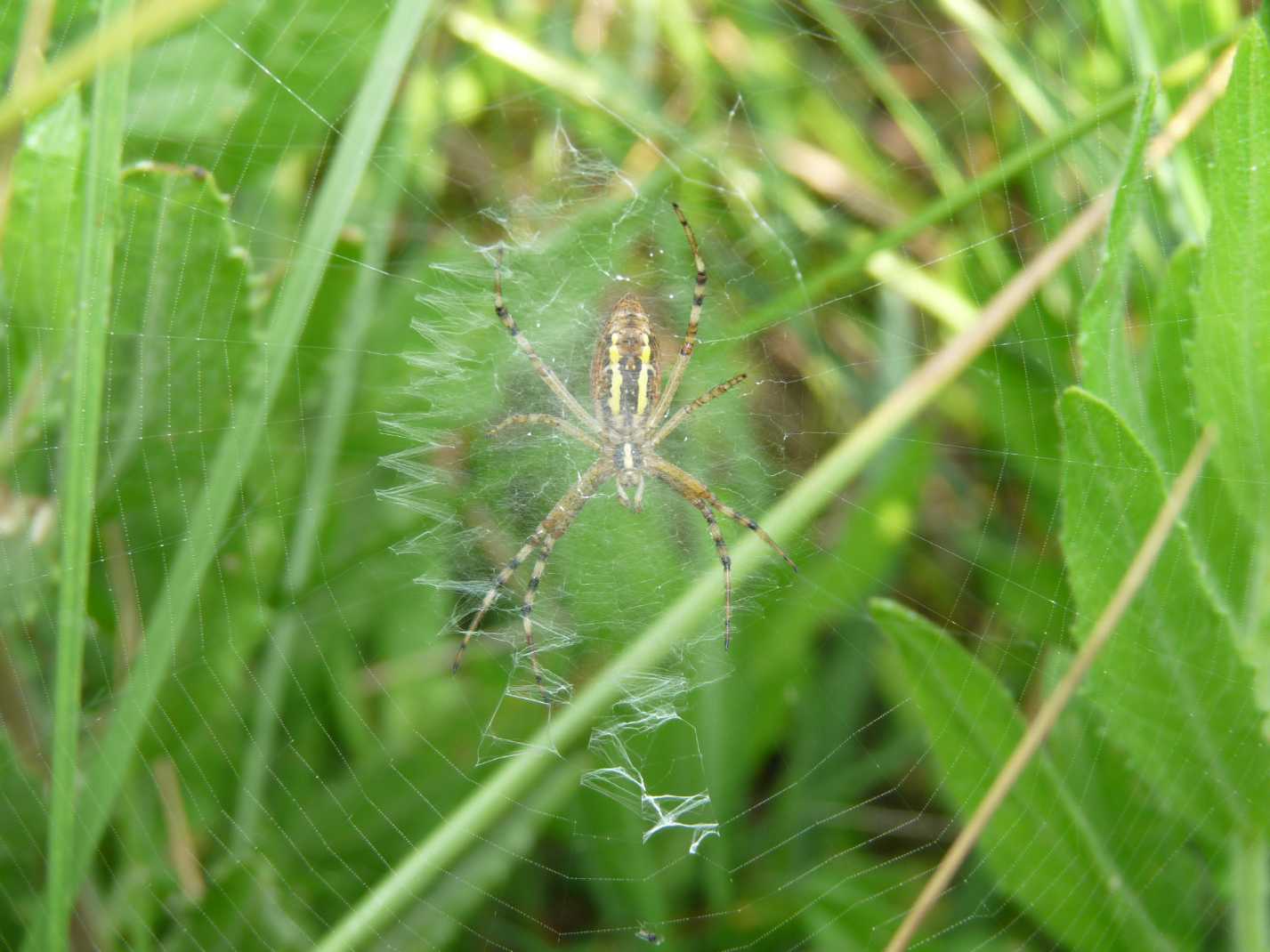 Argiope bruennichi