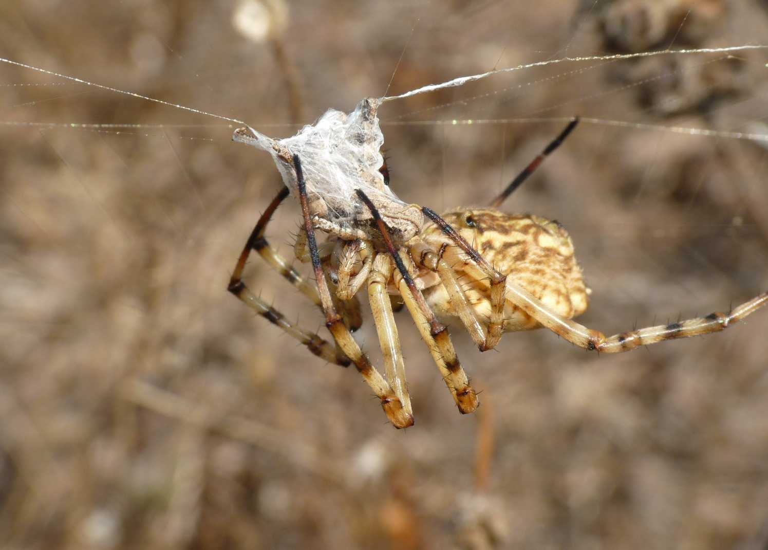 Argiope lobata