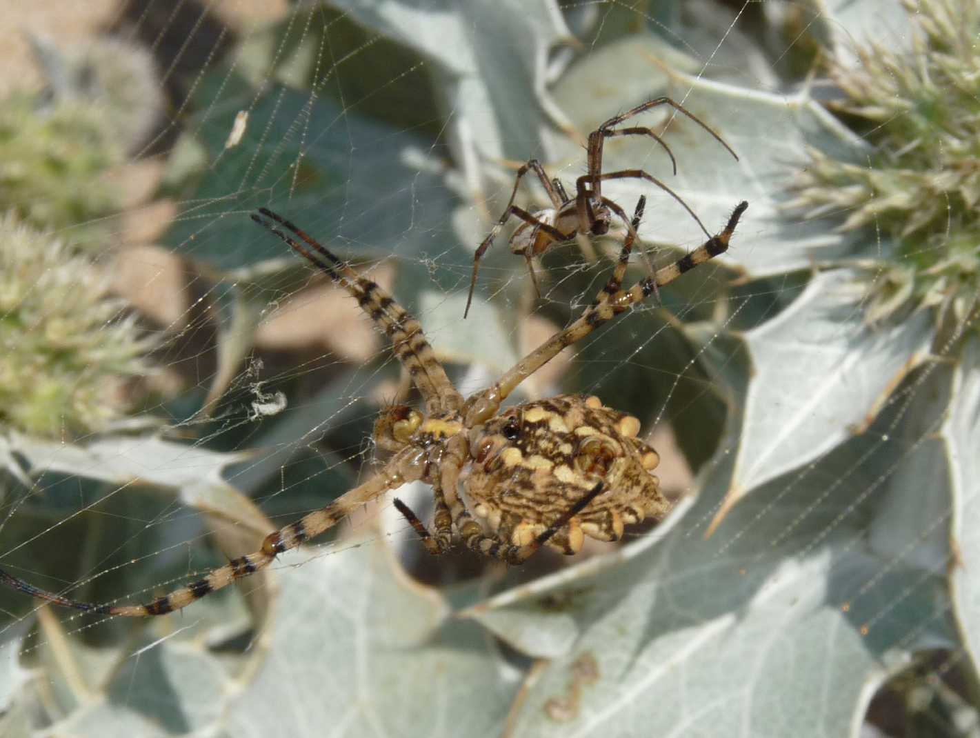 Argiope lobata 