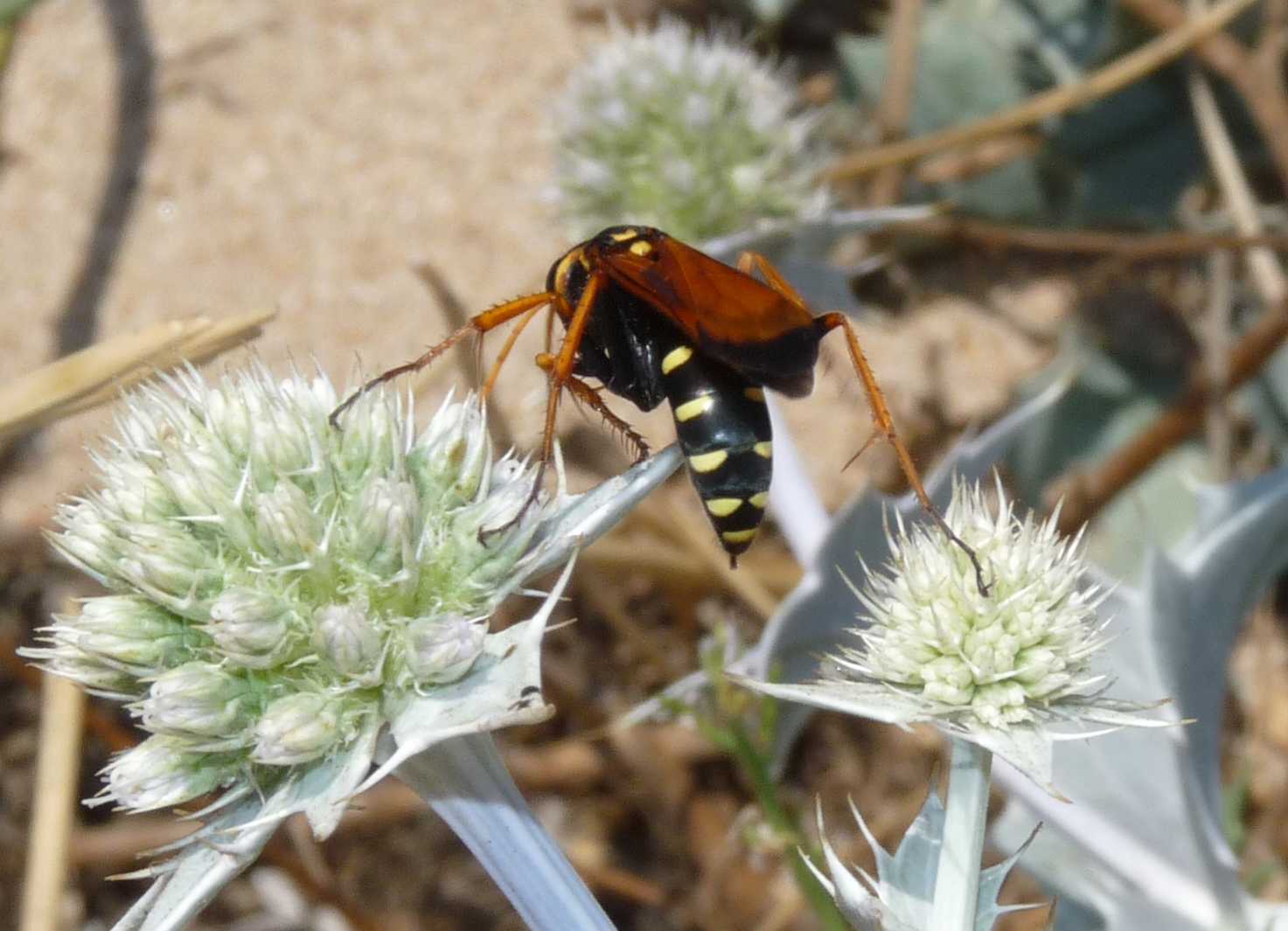 Argiope lobata 
