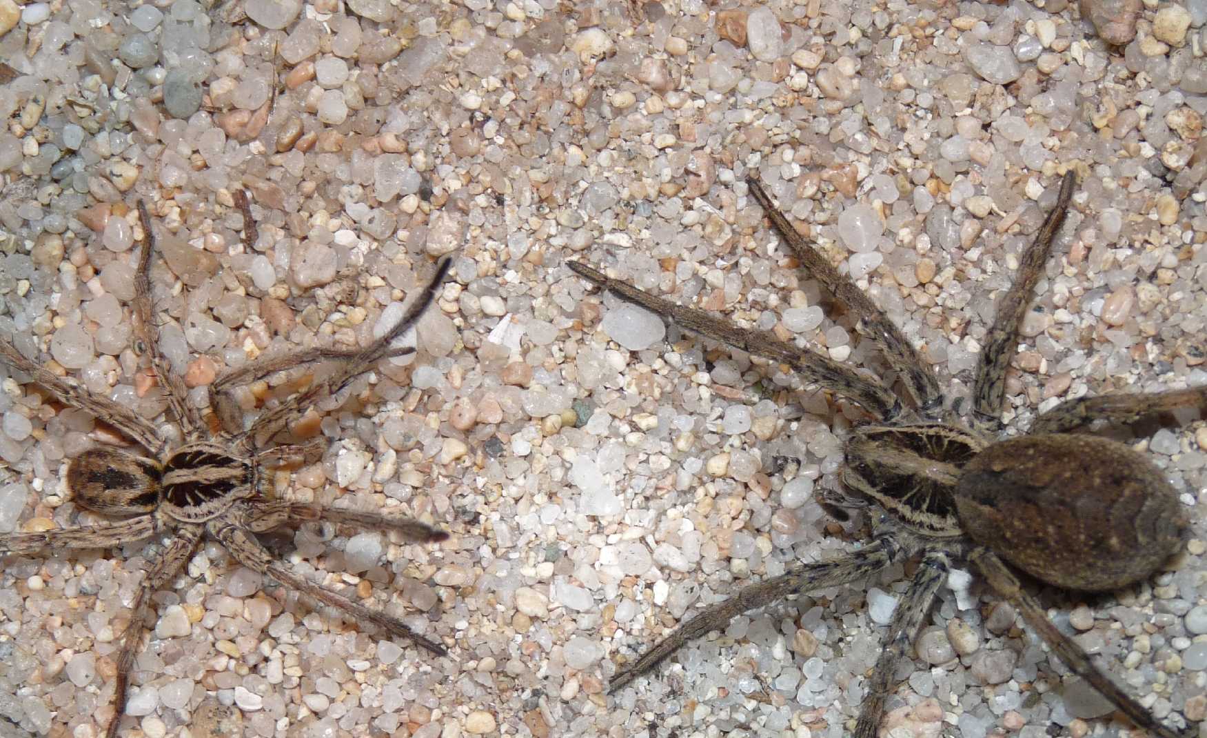 Hogna radiata