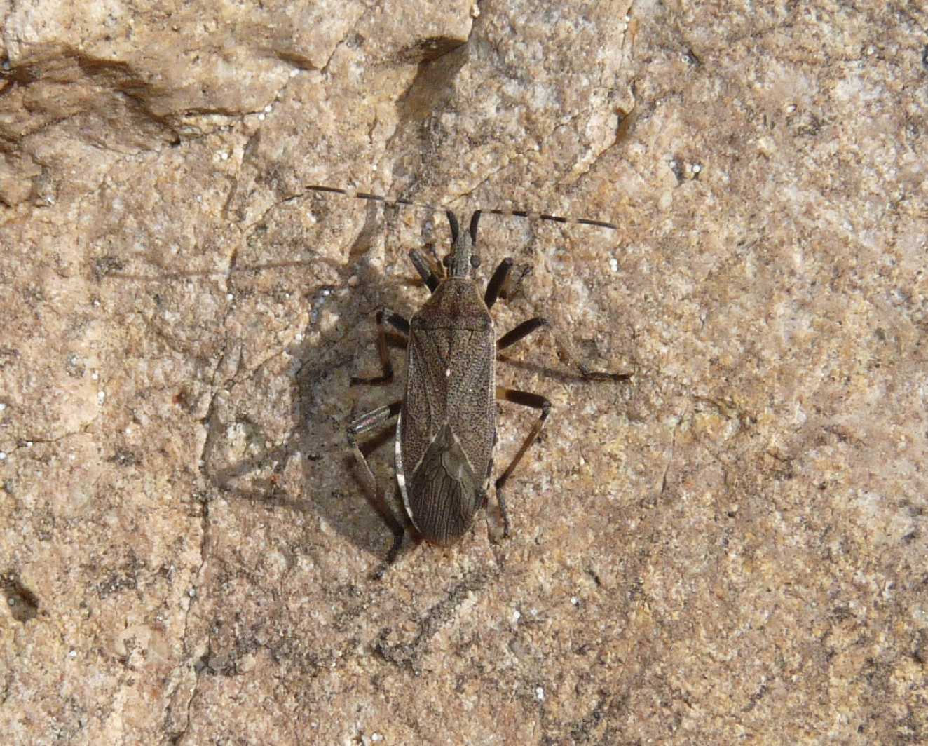 Stenocephalidae: Dicranocephalus cfr. marginicollis sardo