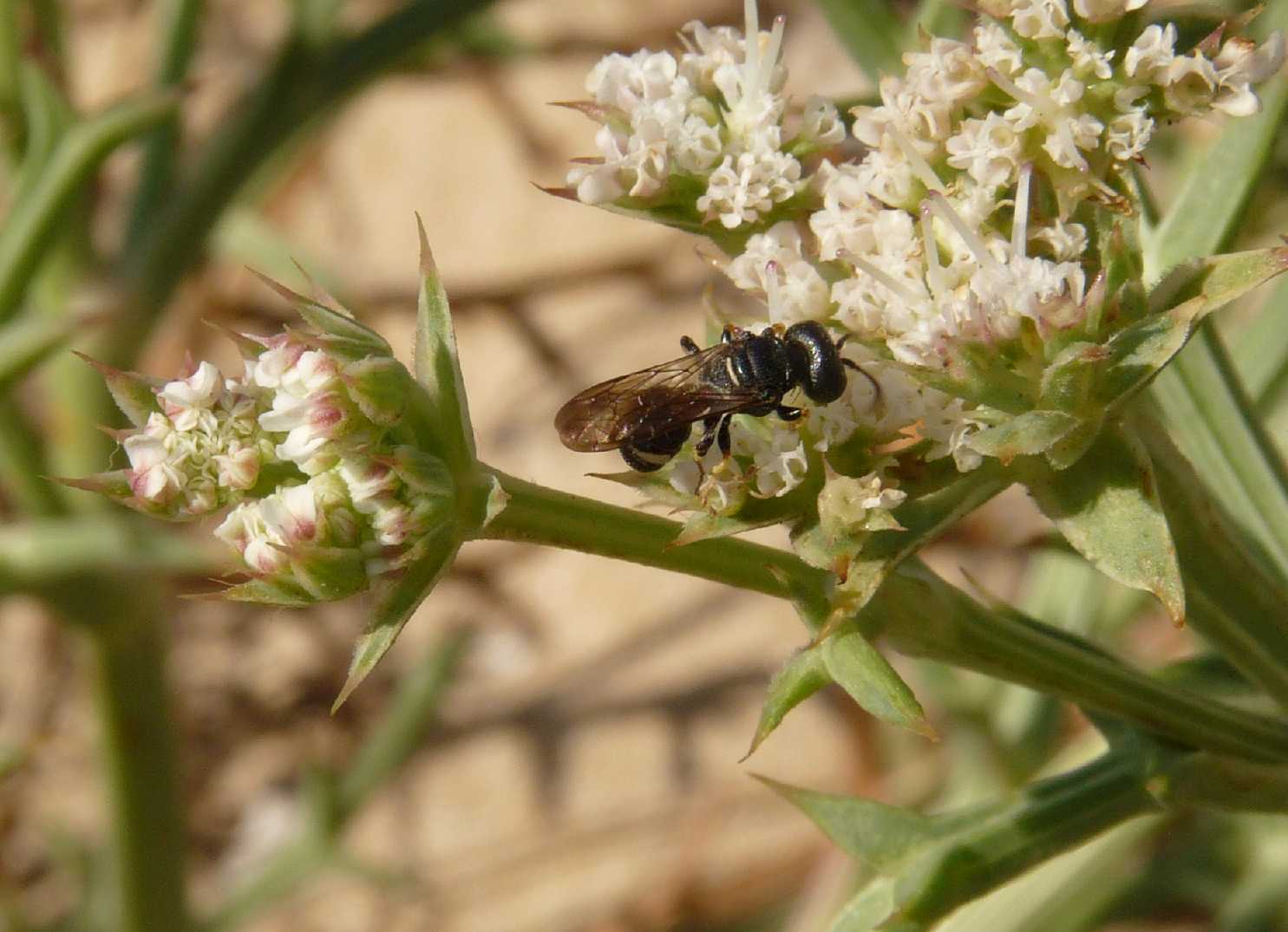 il ratto delle formiche Tracheliodes quinquenotatus