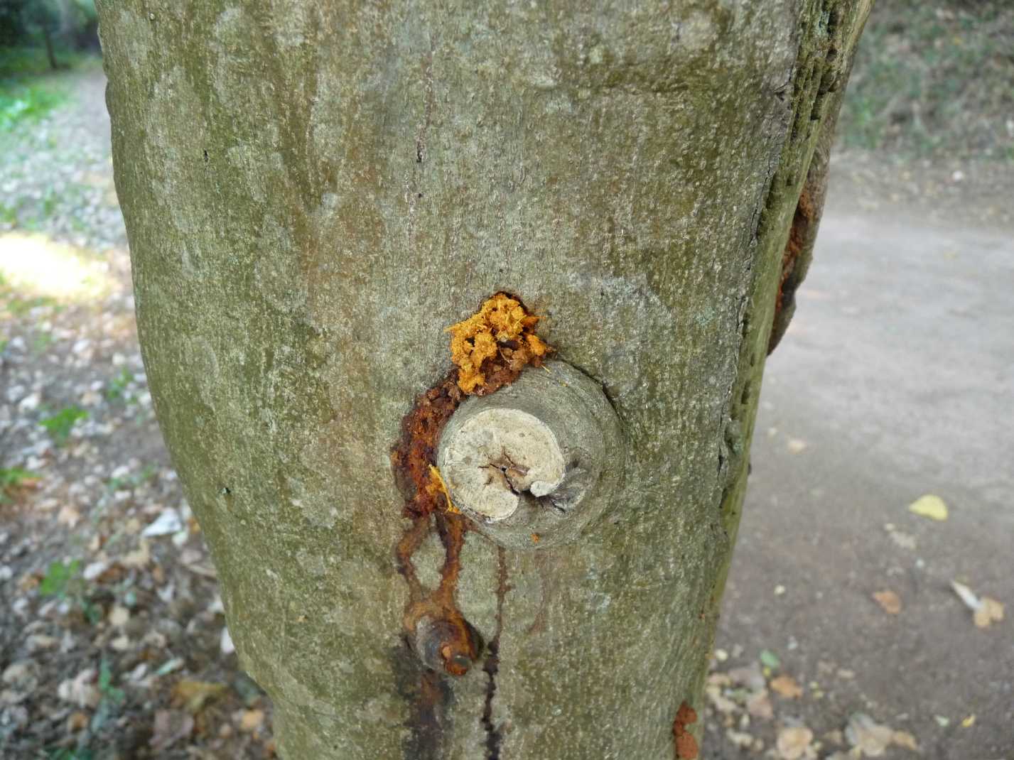 Aclees taiwanensis, il nuovo alieno nasuto