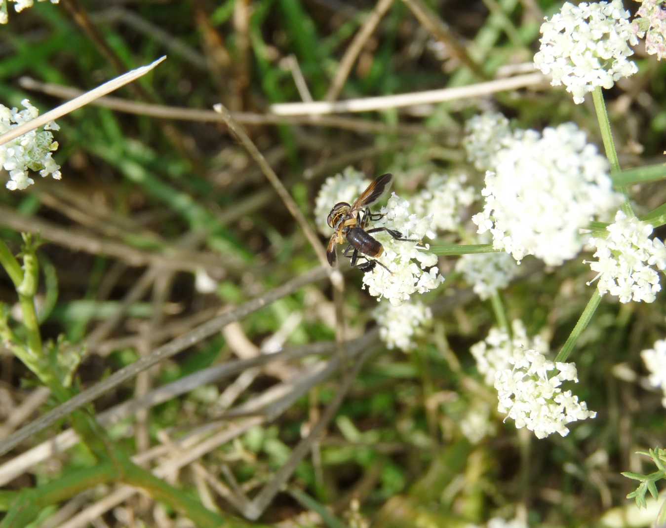 Trichopoda pictipennis (Diptera, Tachinidae)