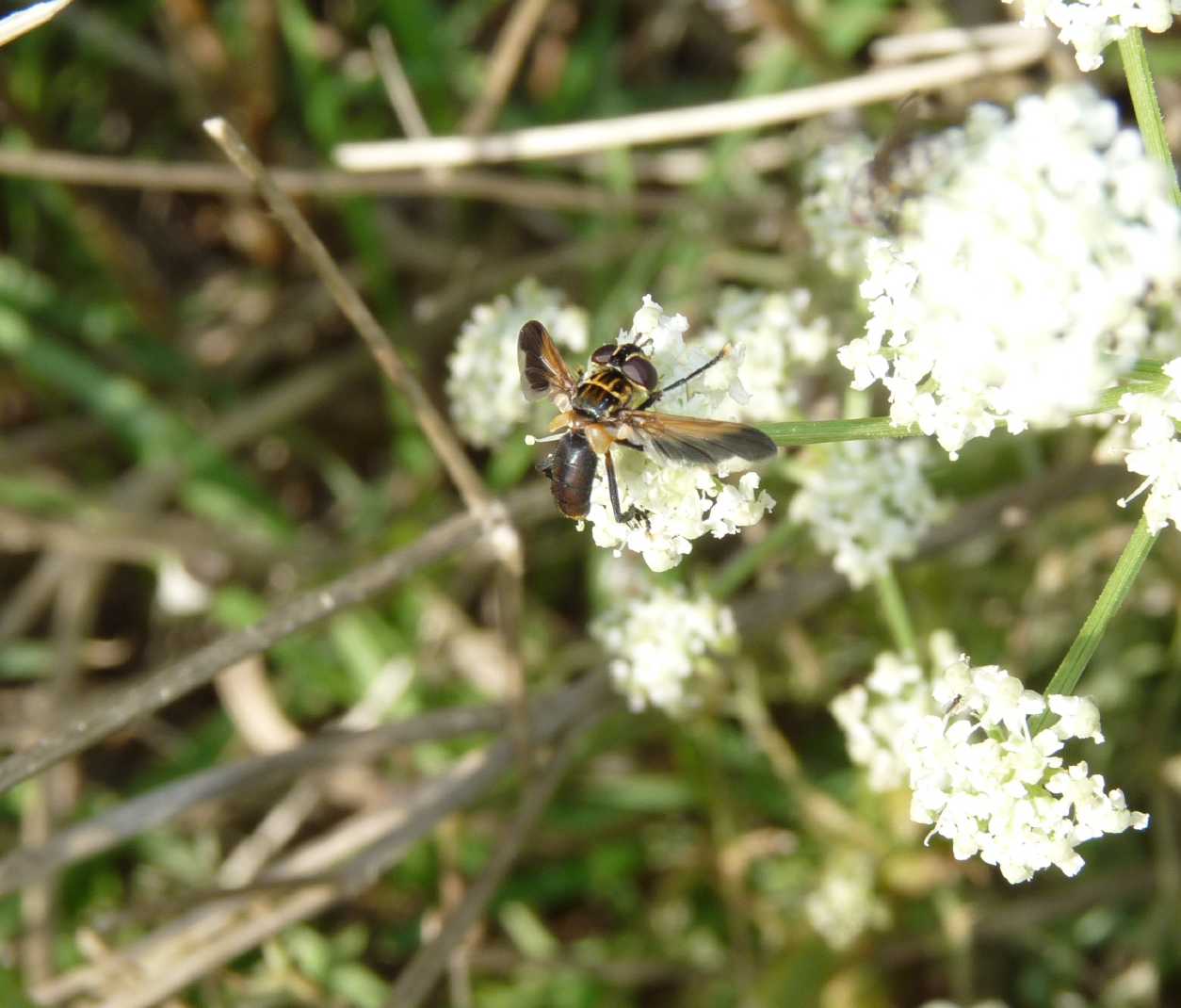 Trichopoda pictipennis (Diptera, Tachinidae)