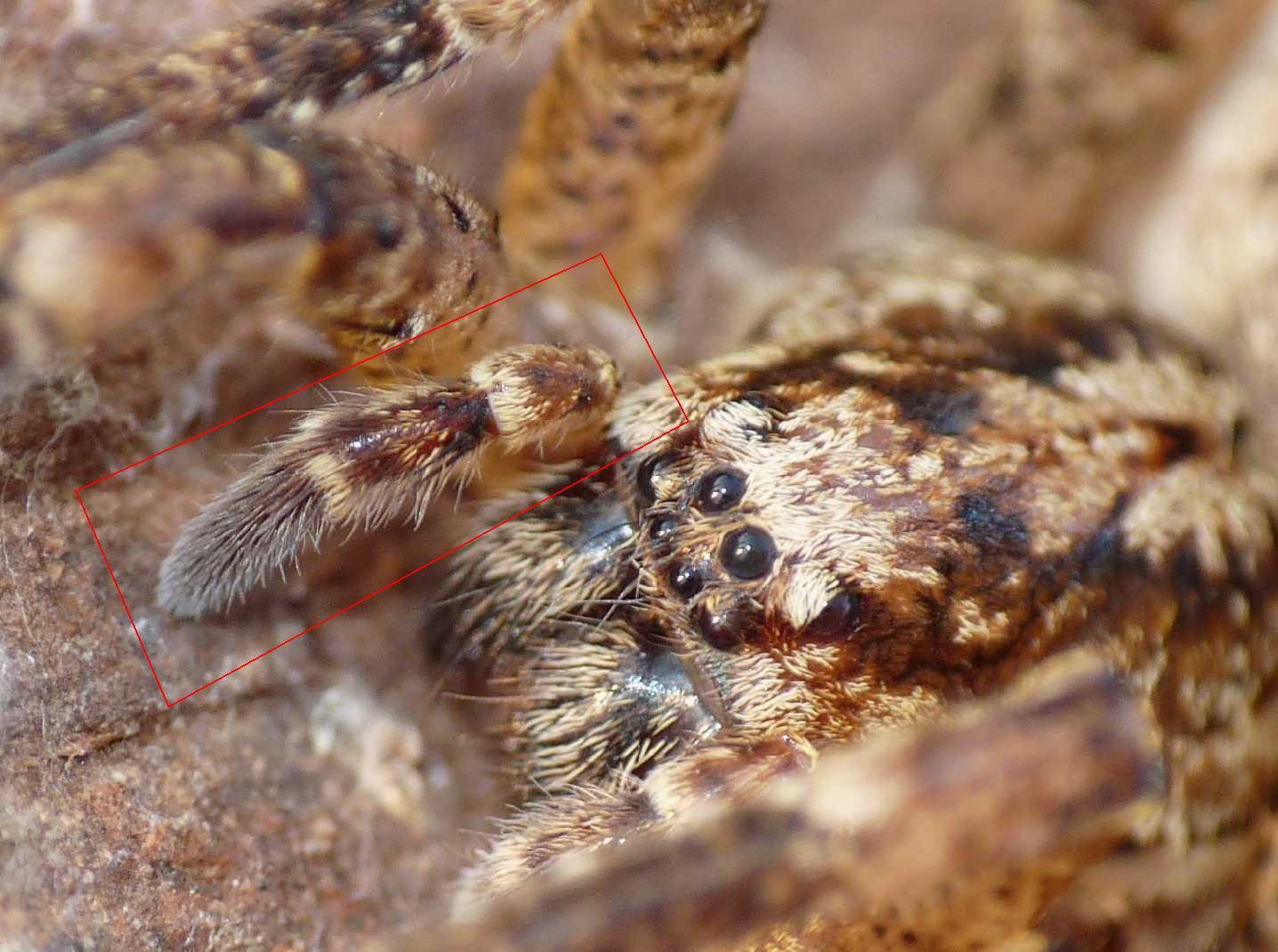 Zoropsis spinimana