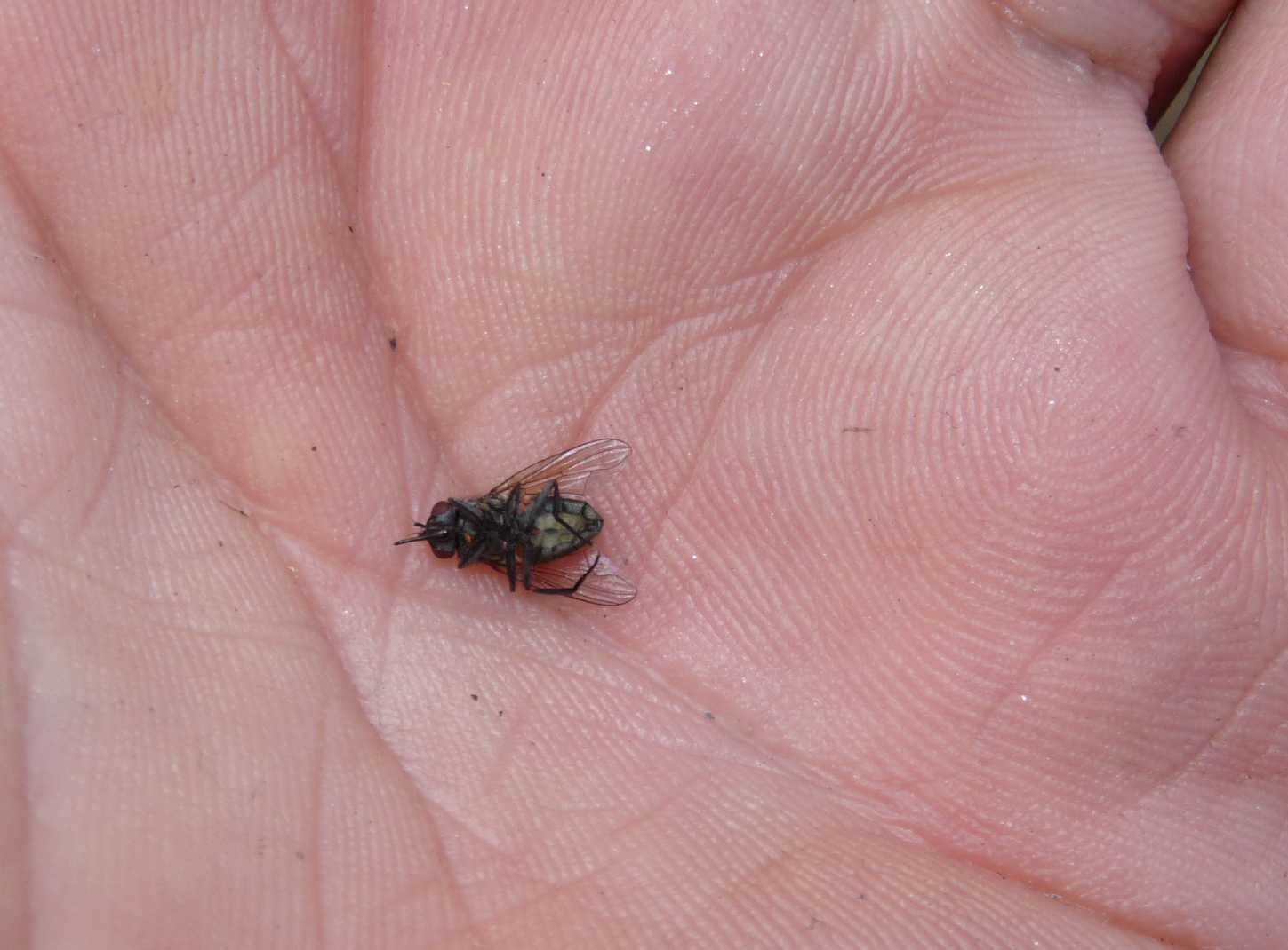 Simpatica moschina:Stomoxys calcitrans