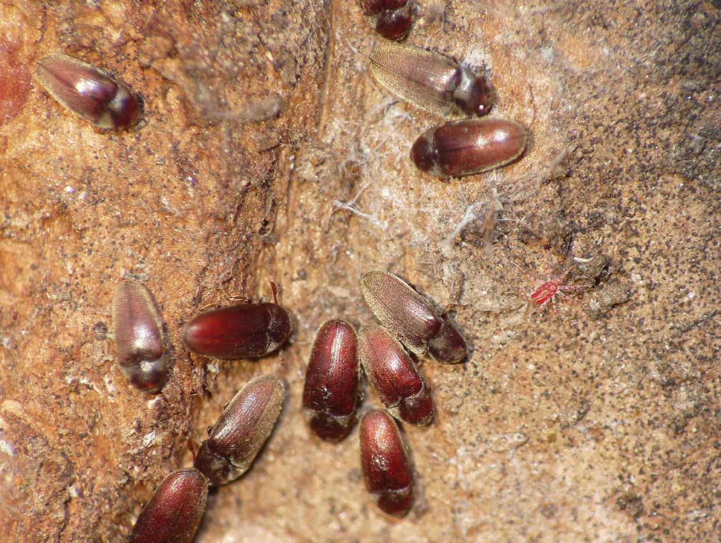 Trixagus sp. (Throscidae) - Isola d''Elba e Ostia