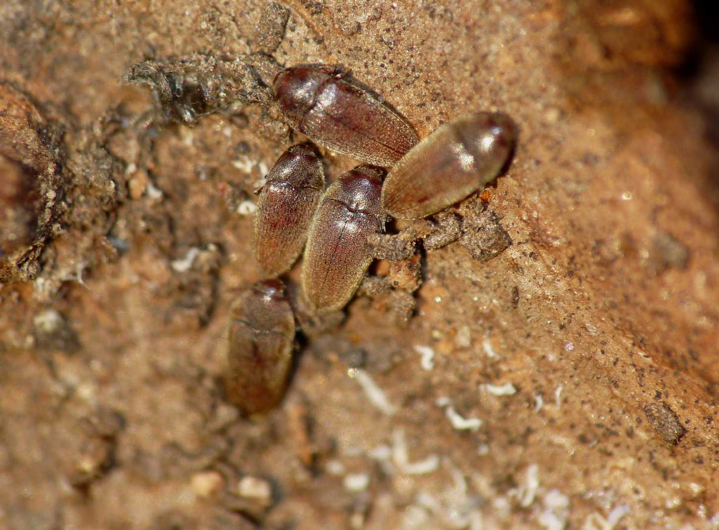 Trixagus sp. (Throscidae) - Isola d''Elba e Ostia