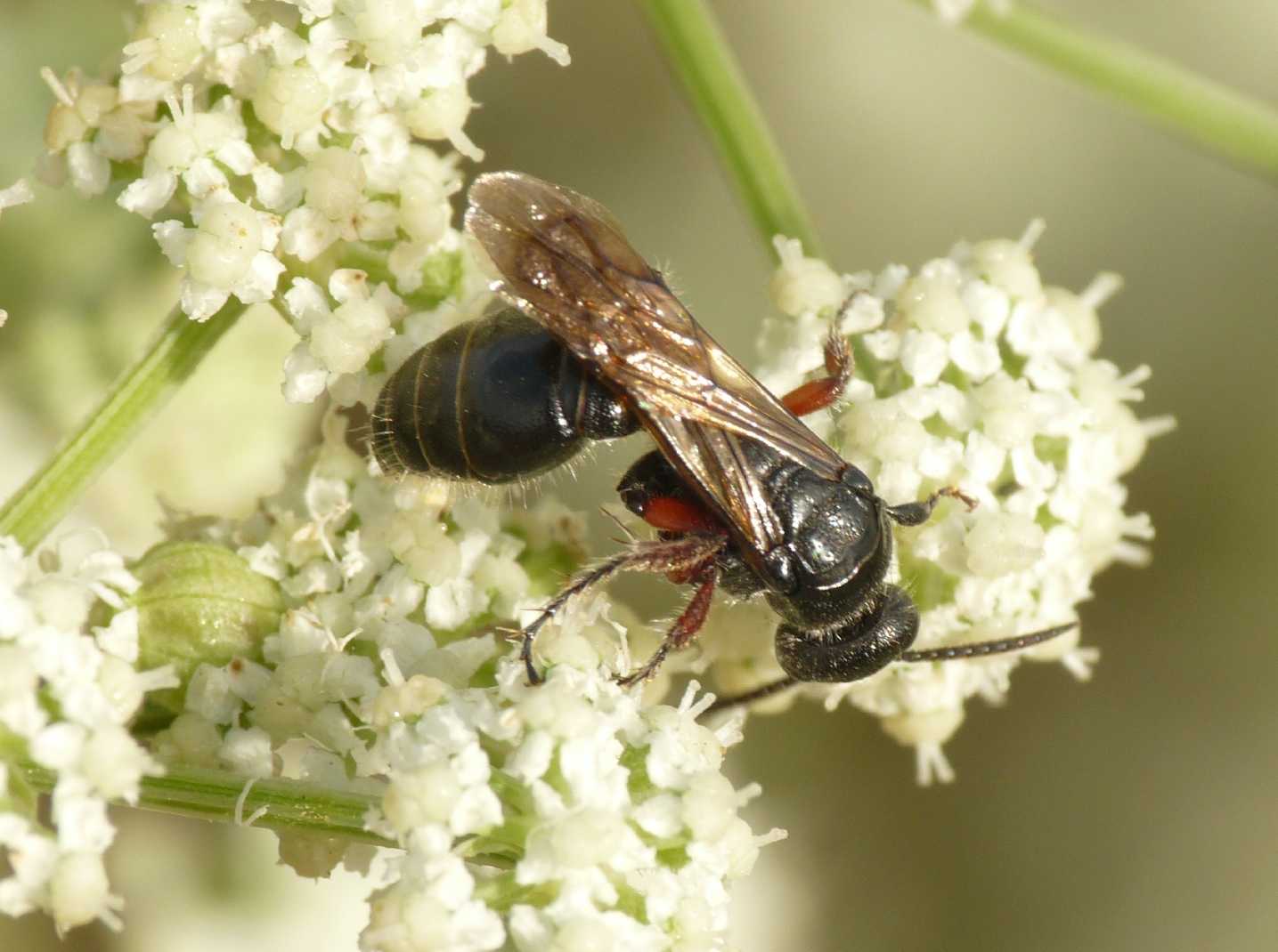 Imenottero di fine stagione (Typhiidae)