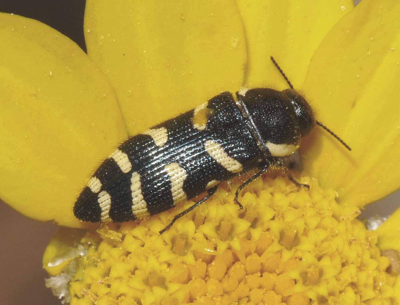 Acmaeodera quadrifasciata