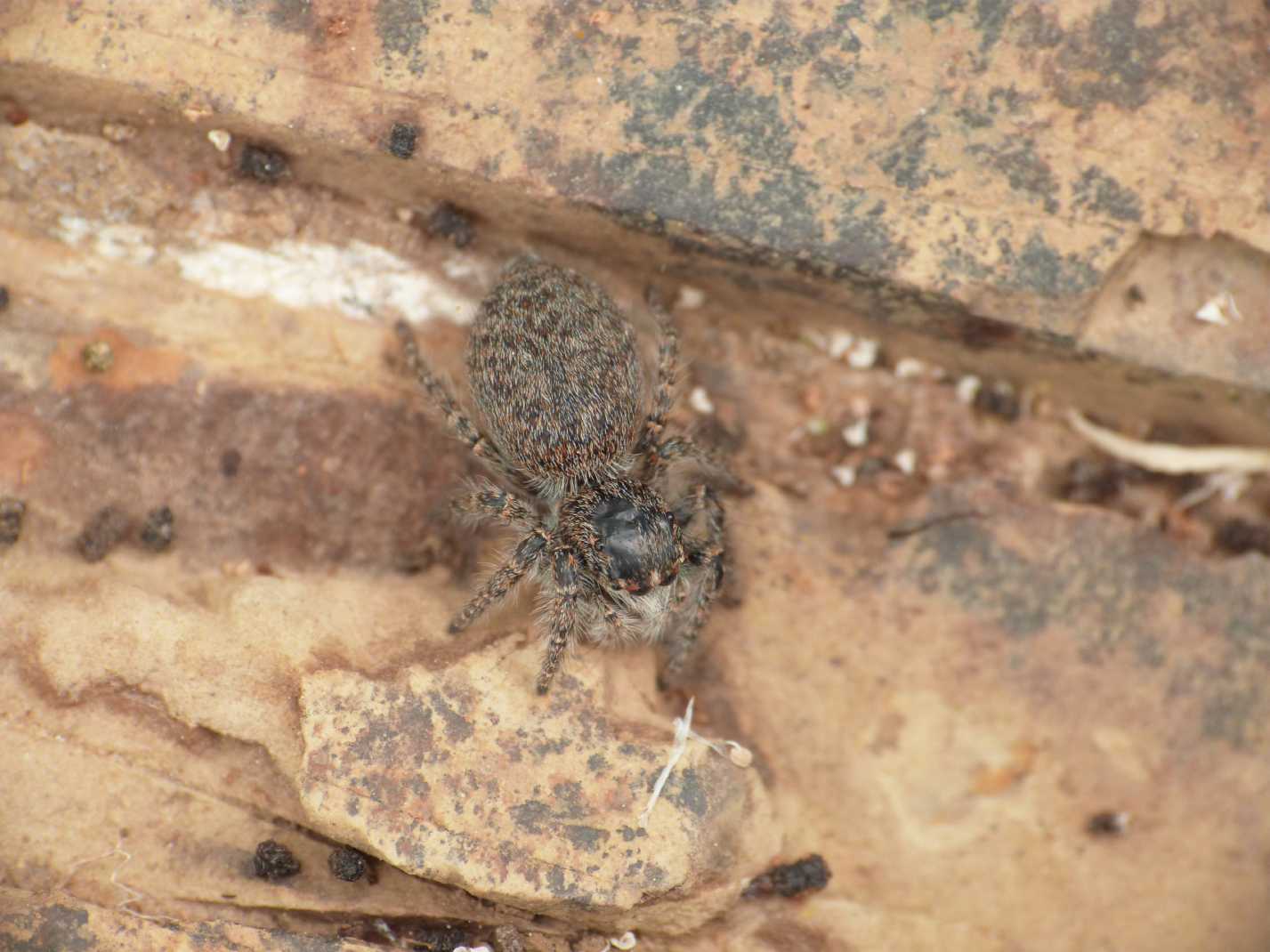 Philaeus chrysops