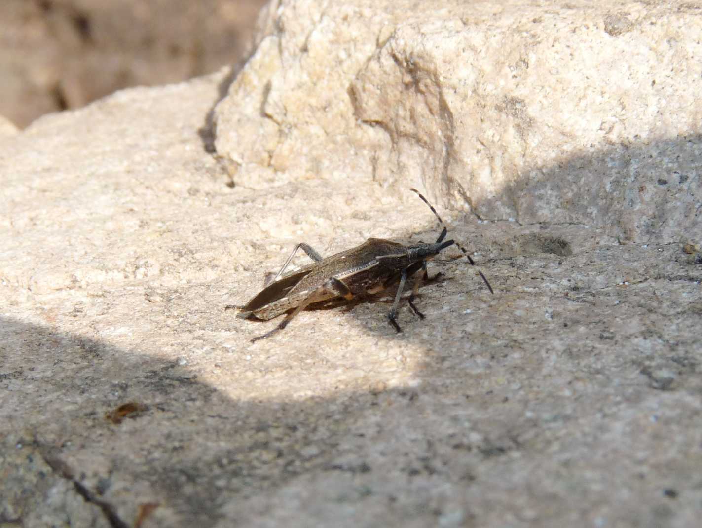 Stenocephalidae: Dicranocephalus cfr. marginicollis sardo