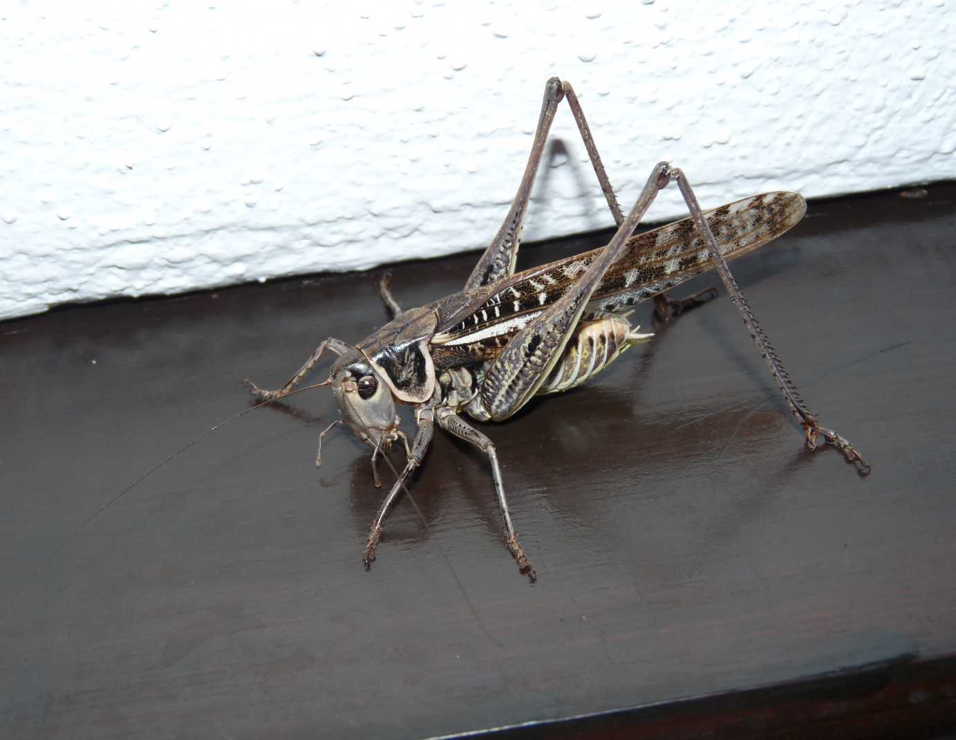 Decticus verrucivorus