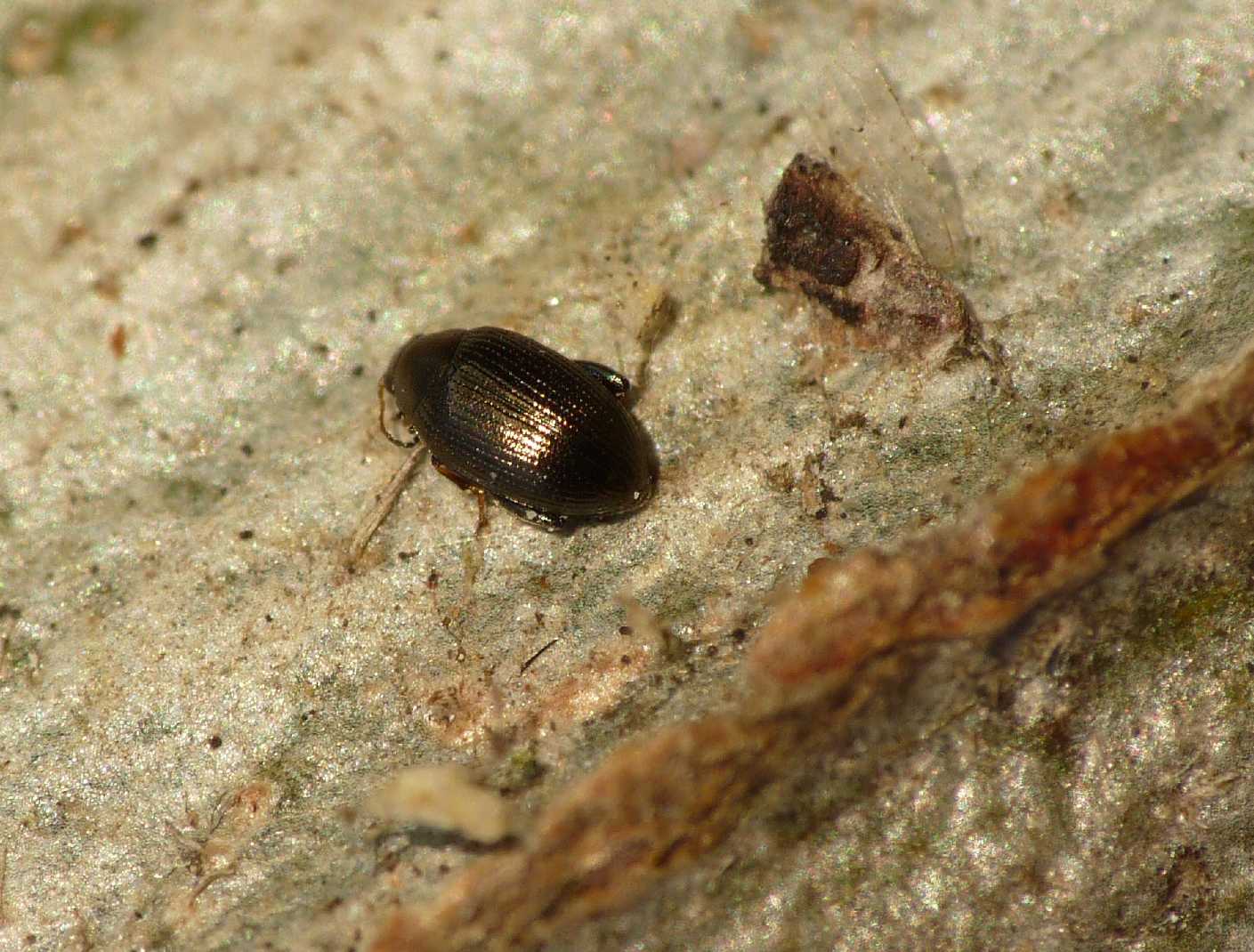 Chrysomelidae microscopico?
