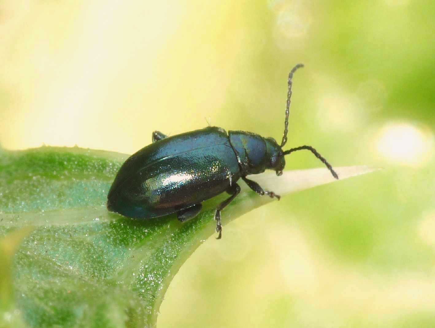 Altica oleracea?