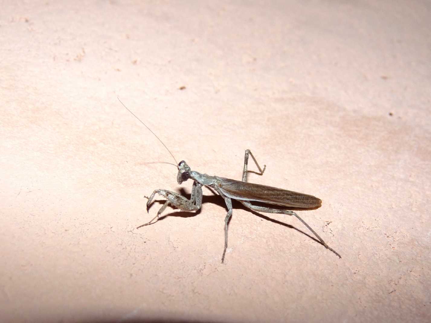 mandite piccolissima