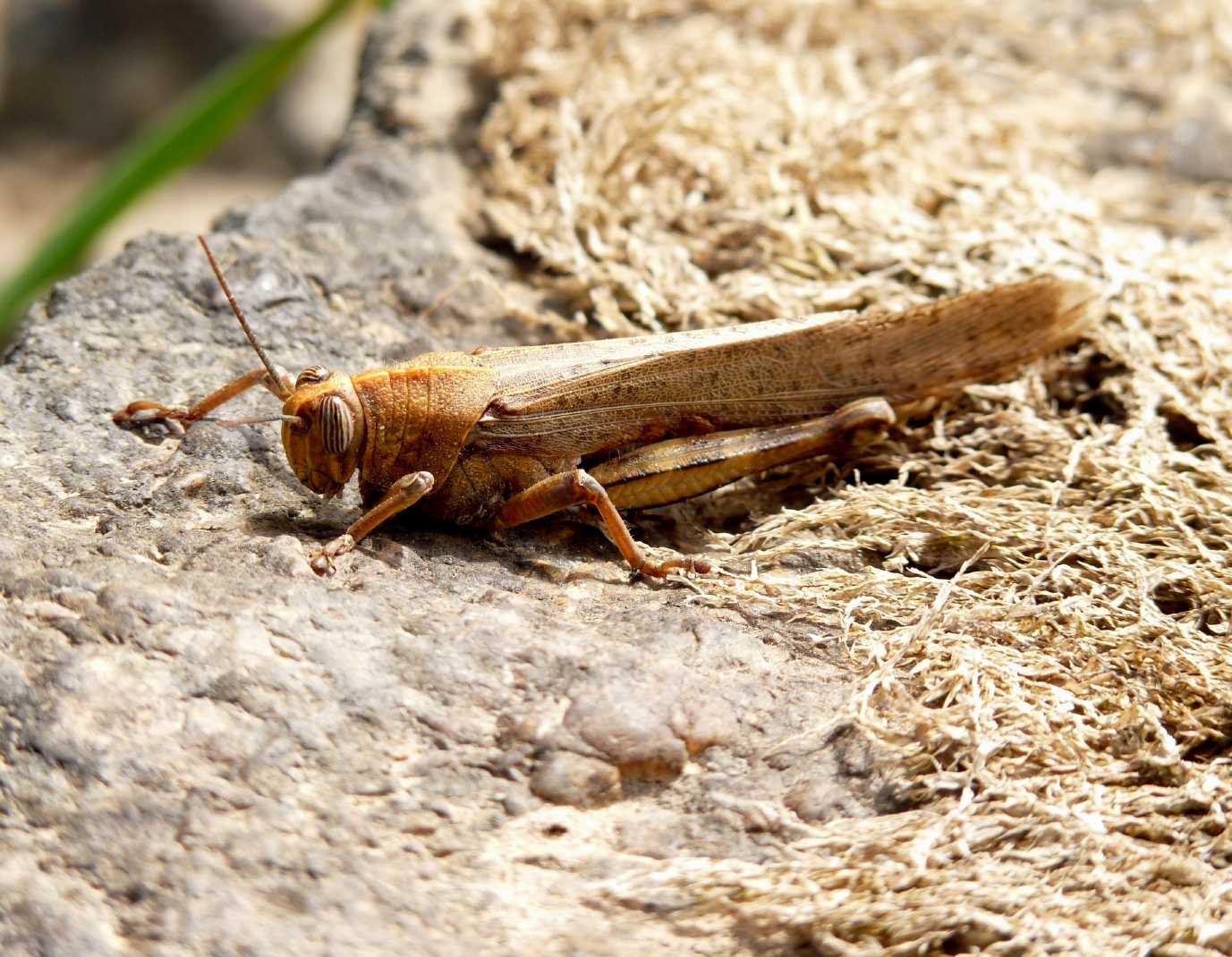 Adulto di Anacridium aegyptium in livrea gialla