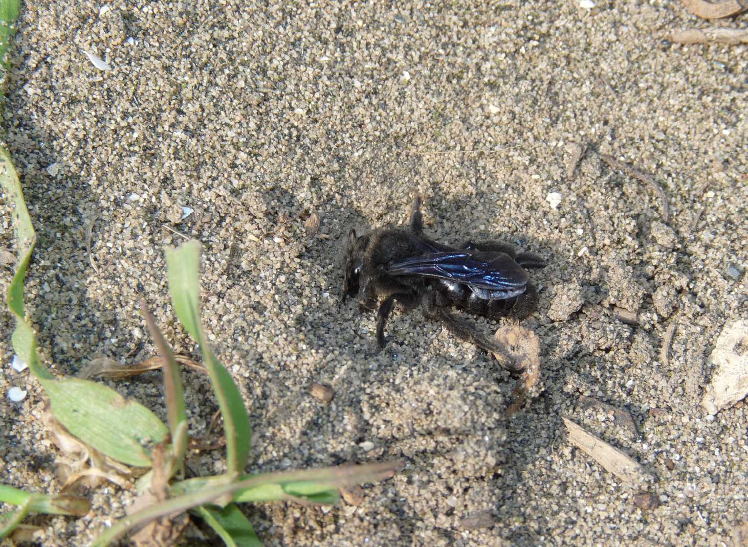 Nidi di Apidae Andreninae in giardino