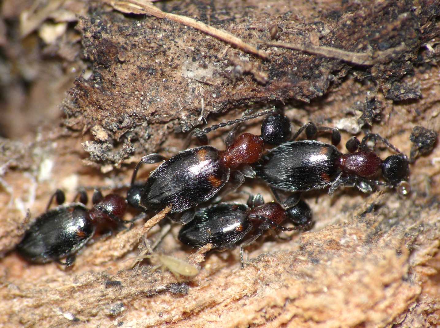 Anthicidae: Anthelephila (= Formicomus) pedestris