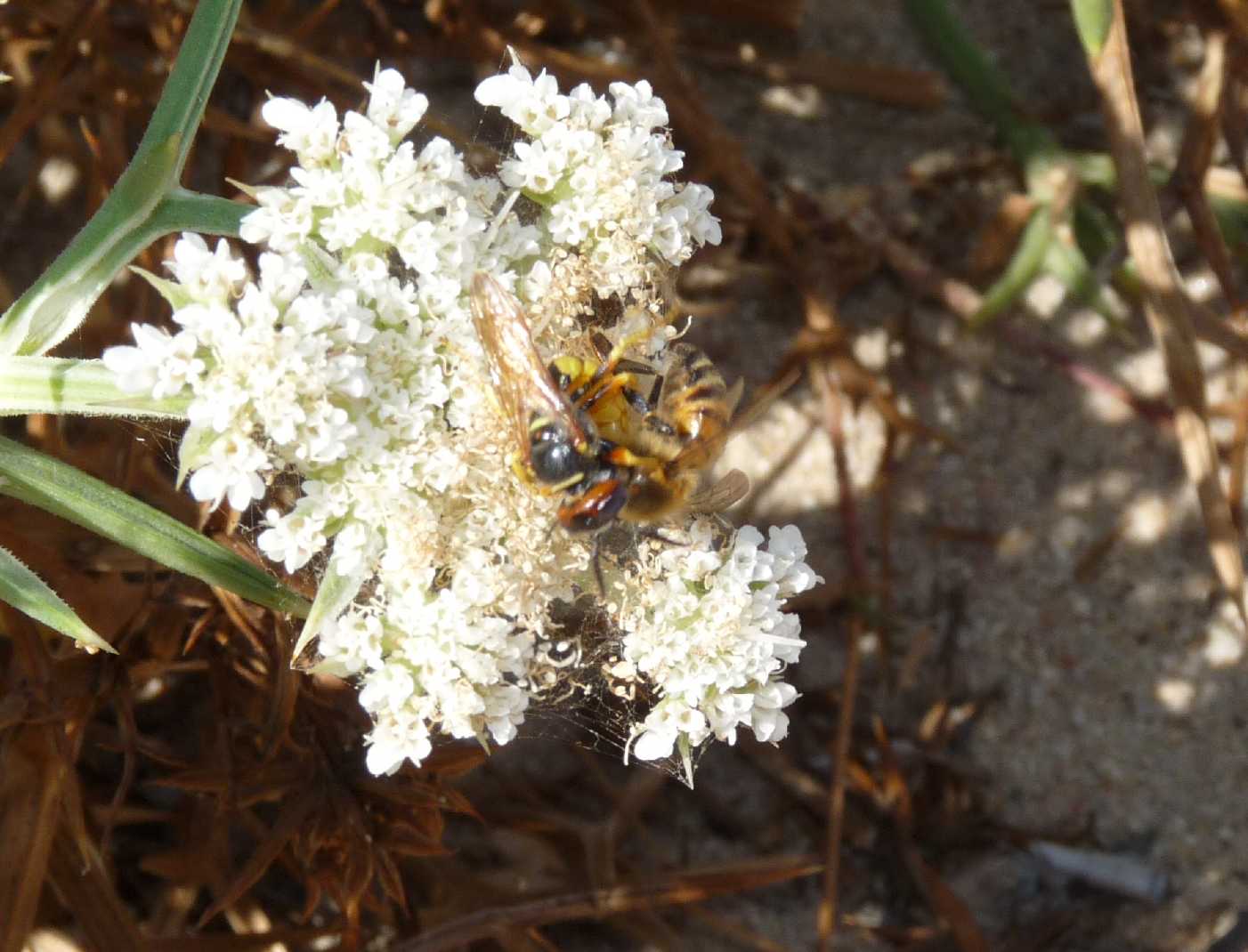 Pugnalata in diretta: Philantus triangulum e Apis mellifera