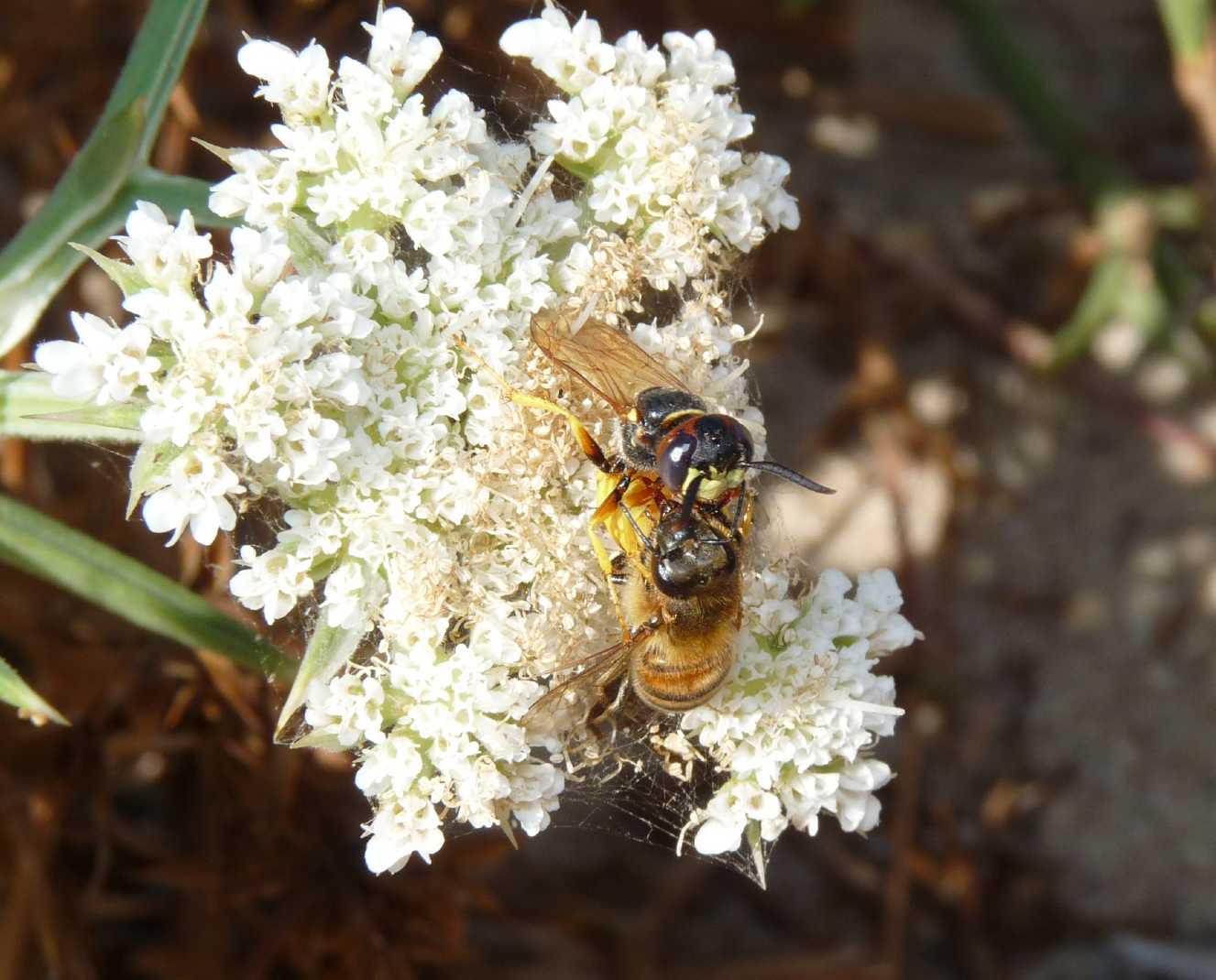 Pugnalata in diretta: Philantus triangulum e Apis mellifera