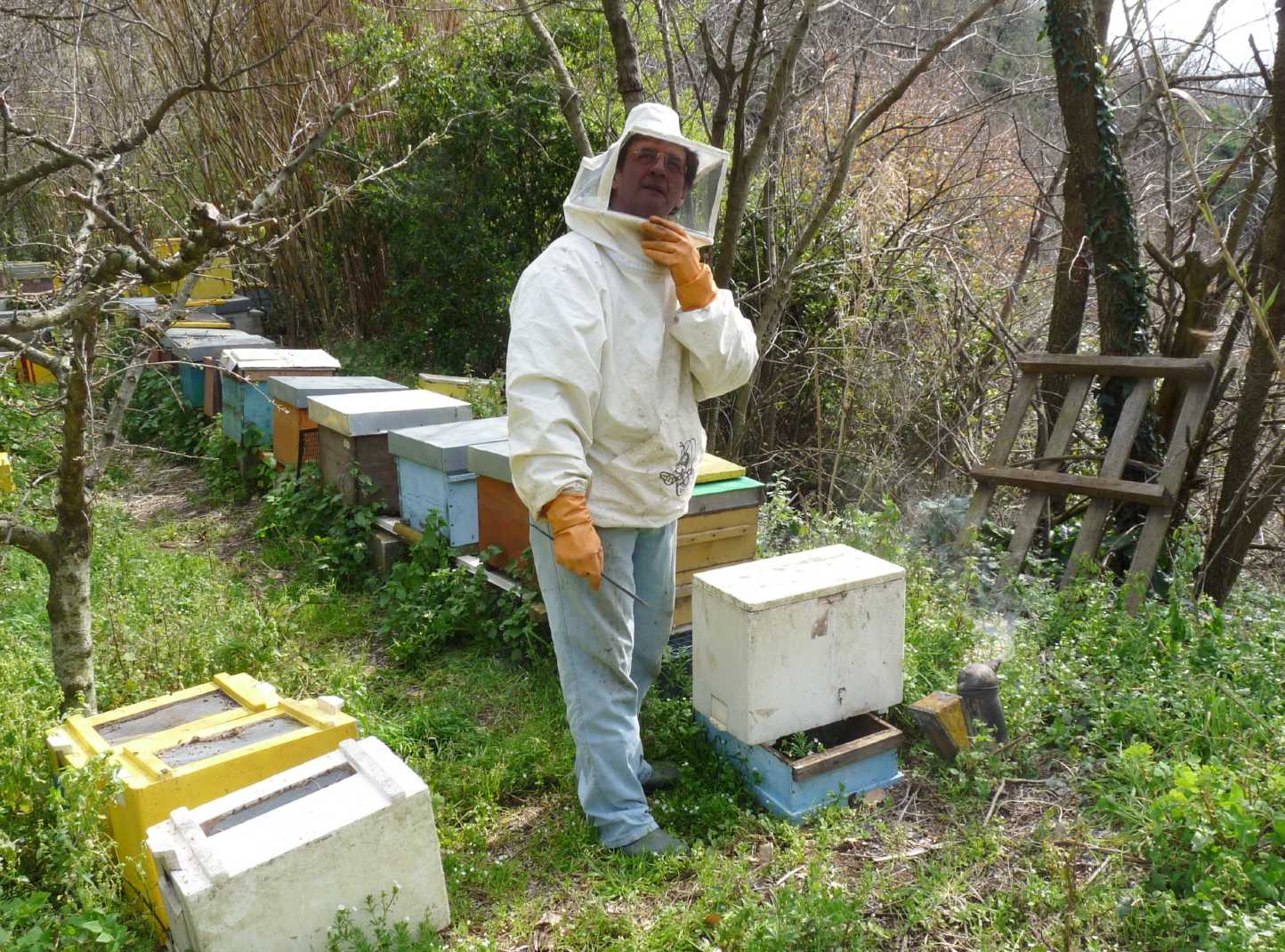 Le api di Nanni