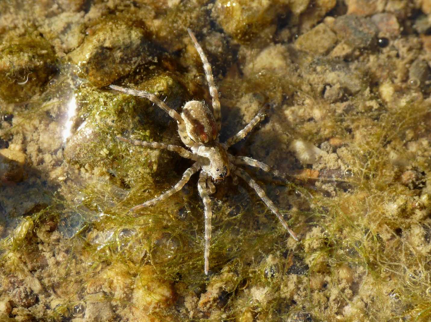 Arctosa similis - Tolfa (RM)