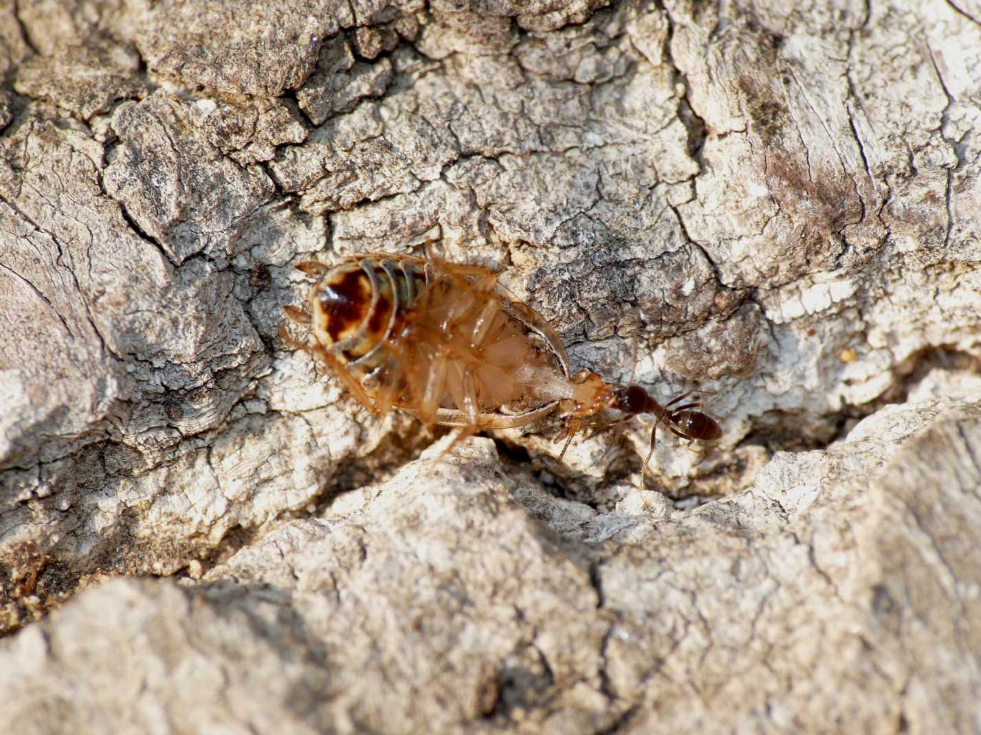 Linepithema humile (Formicidae)