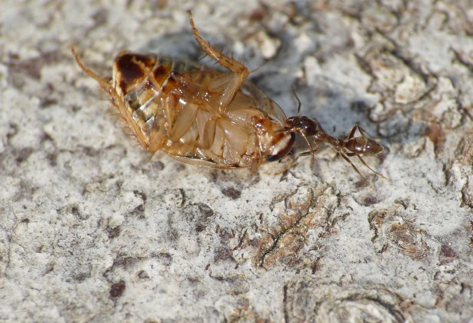 Formiche da identificare:  Liometopum microcephalum e Linepithema humile