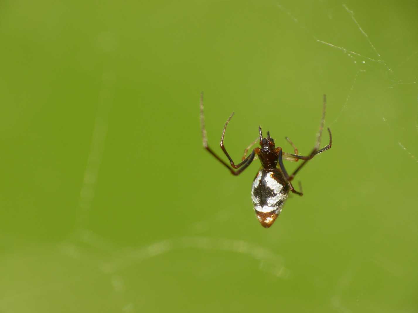 Gli astuti Argyrodes