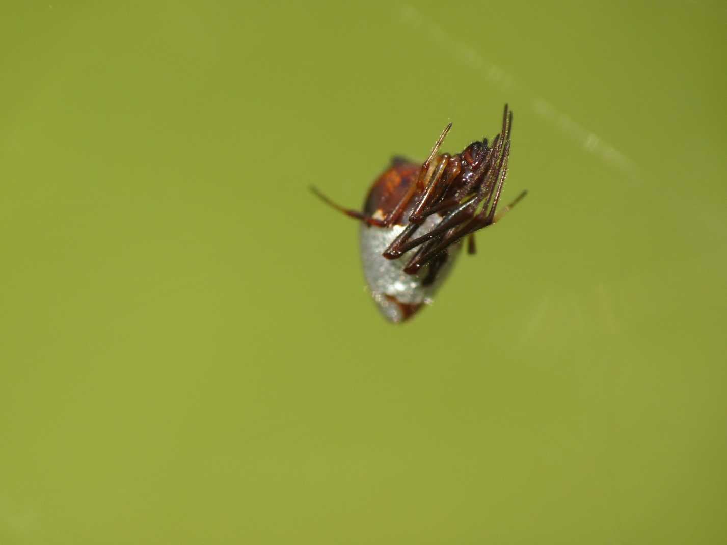 Gli astuti Argyrodes