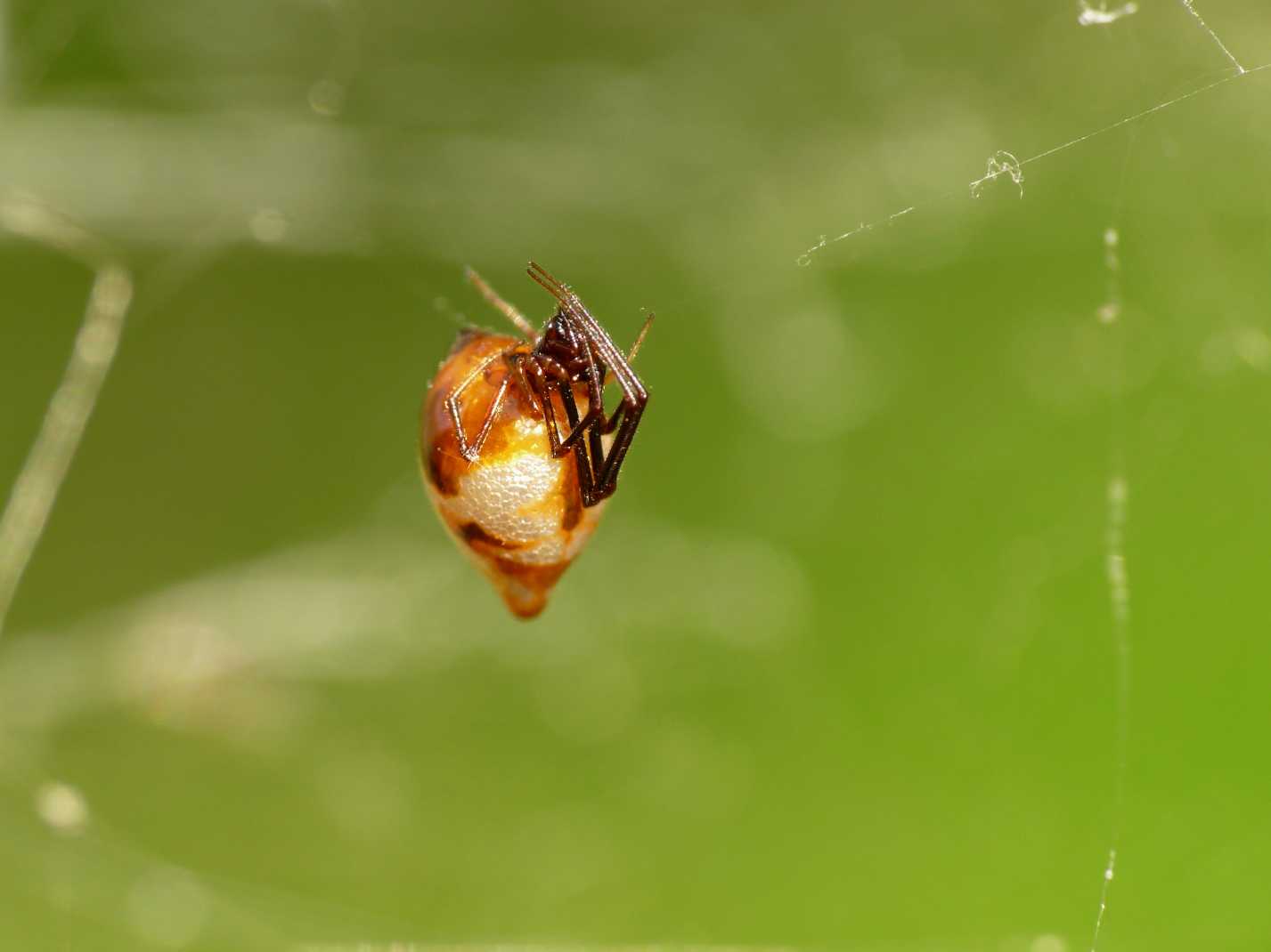 Argyrodes: colori e dimensioni