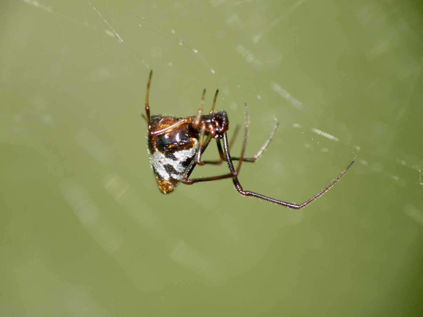 Gli astuti Argyrodes
