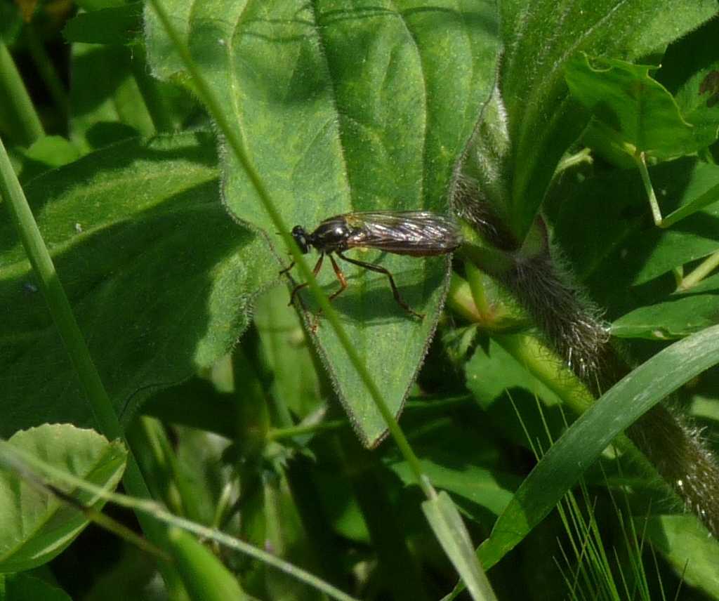 Dioctria linearis (Asilidae)   e Chrysotoxum  sp. (Syrphidae)