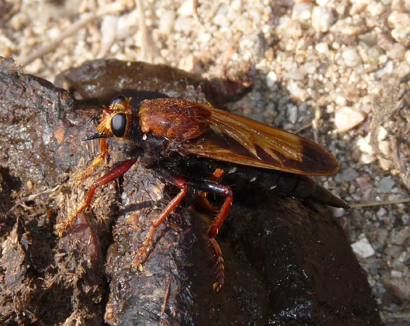 Un Asilidae nuovo per il forum: Asilus barbarus