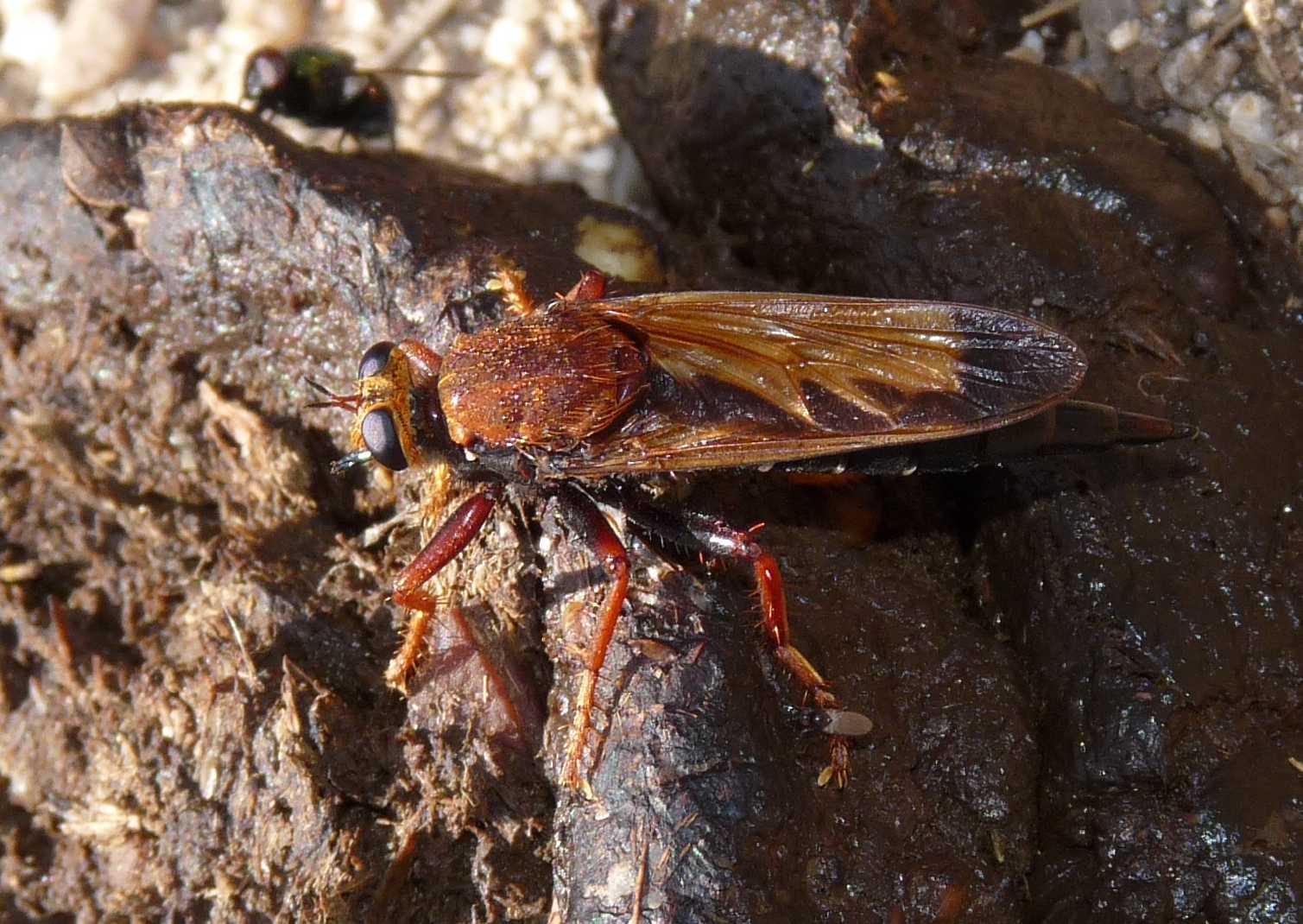 Un Asilidae nuovo per il forum: Asilus barbarus